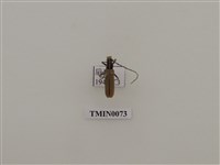 藏品(一色深山天牛)的圖片